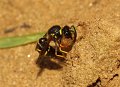 19 cf Eumenes coarctatus Stalberg De Hamert_resize
